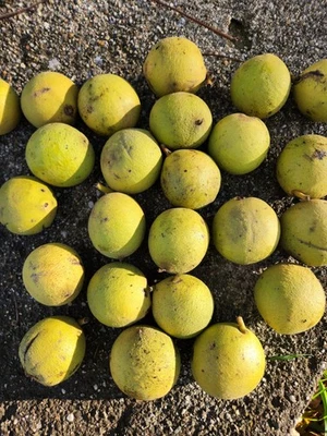 50 Fresh Black Walnuts in Green Hull (10 pounds) - Organic, Freshly Picked