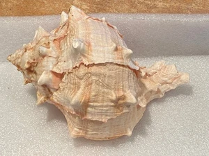 7" New Jersey Sea Shell *gebraucht/schön* or3 - Bild 1 von 6
