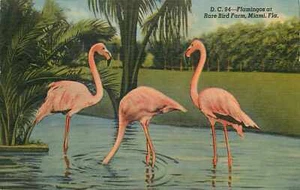 Postal de lino Miami flamencos granja de aves sin publicar - Imagen 1 de 2