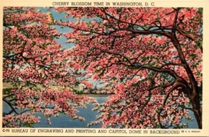 Postkarte Kirschblütenzeit in Washington, D. C. - Bild 1 von 2