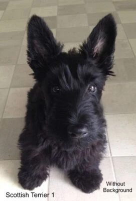 LARGE-SIZED CAR DECALS - SCOTTISH TERRIER - Image 1 of 2