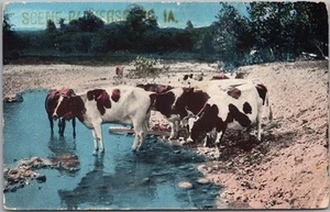 Vintage 1917 PARKERSBURG Iowa Greetings Postcard Cattle in Water, w/ IA Cancel - Picture 1 of 2