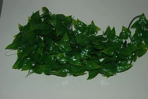 Vivarium Realistisch Groß Dschungel Pflanze Philodendron Hängende Rebe Ca. 60 CM - Bild 1 von 3