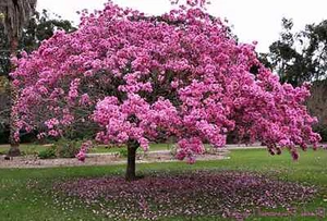 15 Tabebuia Avellanedae Samen, Rosa Trompete Baum, Lavendeltrompete Baumsamen - Bild 1 von 5
