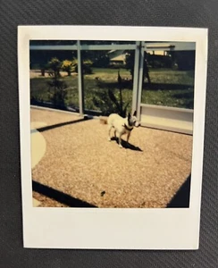 FOTO DE COLECCIÓN ENCONTRADA Polaroid perro pequeño dentro de un Lanai de Florida - Imagen 1 de 3