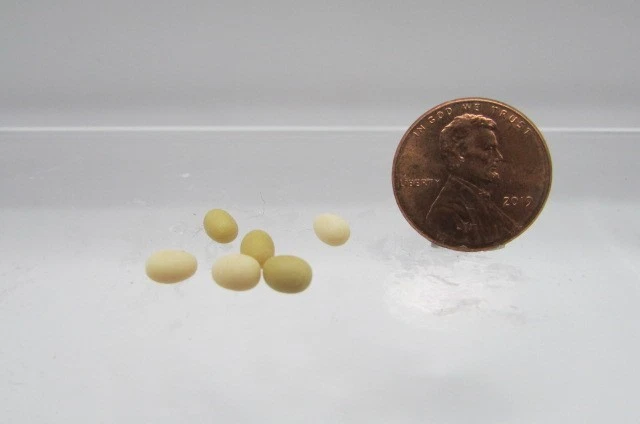 Huevos miniatura para casa de muñecas blanco y marrón juego de 6 alimentos IM65333 Foto 1 de 1