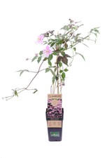Pianta di Clematide Pianta di Clematis pianta rampicante pianta ornamentale vera