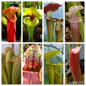 10 MIXED PITCHER PLANT Sarracenia Carnivorous Red Purple Yellow + Flower Seeds - Picture 1 of 10