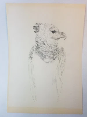 Dessin original, RAPACE, CRAYON, ORNITHOLOGIE, - Photo 1/4