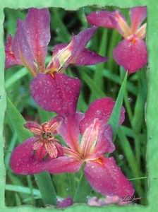 Tarjeta de felicitación Thinking Of You Pink Fairy Faries Iris in Bloom Lisa Jane - Imagen 1 de 3