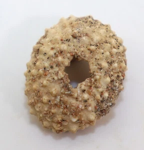 Seeigel, Echinometra mathaei, Quartär, Pleistozän, Akaba, Jordanien -i438 - Picture 1 of 6