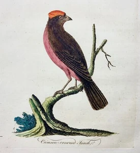 1785 John Latham - Synopsis - CRIMSON FINCH Australia - hand coloured engraving - Picture 1 of 4