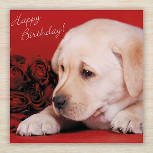 Birthday Cards - Labrador & Retriever Puppy Dogs lots Designs to view - FREEPOST