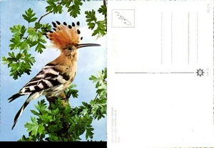 750510 Tiere Wiedehopf Hop Vogel - Bild 1 von 1