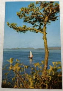 A Sailing Junk Behind A Pine Tree. Postcard (H2) - Picture 1 of 2