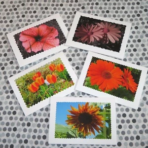 Set of 5 GET WELL SOON orange Flower Photo Cards, 5X7 cards, Floral - Picture 1 of 8