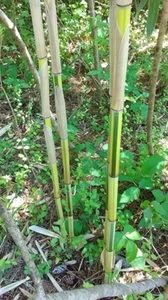 1 Foot Phyllostachys aureosulcata Spectabilis Bamboo Plant Rhizome - Picture 1 of 5