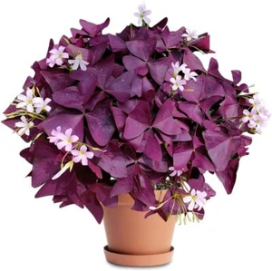 20Pcs Purple Oxalis Shamrock Bulbs Oxalis Triangularis Bulb for for Fall Plantin - Picture 1 of 7