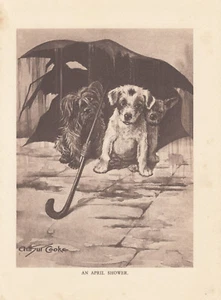 SKYE TERRIER ALTRI CANI TERRIER SOTTO L'OMBRELLONE NEL GIORNO DI PIOGGIA STAMPA ANTICA 1909 - Foto 1 di 1