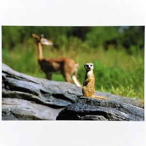 Gorilla Falls Exploration Trail Postcard Animal Kingdom Disney World Meerkat - Picture 1 of 2