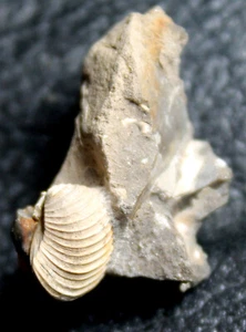 Nucula ornali - Fósil calloviano jurásico bivalvia - Imagen 1 de 3