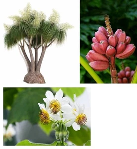 SAMEN Elefantenfuß, rosa Banane, Zimmerlinde - jetzt noch sparen beim Samenkauf - Bild 1 von 1