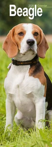 Beagle Slim 2026 Calendar | Slimline Dog Breed Gift 15% OFF MULTI ORDERS - Picture 1 of 8