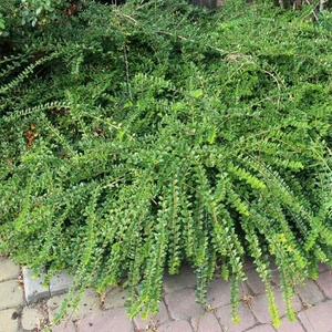 La Lonicera pileata 1L - Resistente alla siccità - Foto 1 di 3