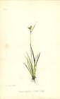 1863 Dwarf Sedge  Carex Capillaris Botanical Print
