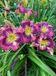 Alpha and Omega - Daylily Live Plant 2 Fans Perennial Flower - Picture 1 of 1