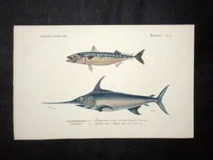 ORBIGNY - SWORDFISH, MACKEREL - Plate 9. Original Lithograph - Printed in 1849 - Picture 1 of 1