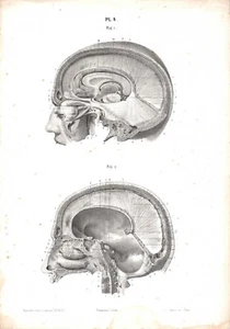 Stampa antica ANATOMIA TESTA CRANIO CERVELLO medicina 1866 Antique print - Imagen 1 de 1