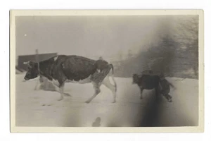 Vacas lecheras corriendo en la nieve RPPC postal madre con ternero c1910 - Imagen 1 de 2