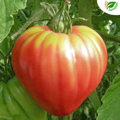 Tomate Corazón de Buey ( 100 semillas ) Corazon - carnoso