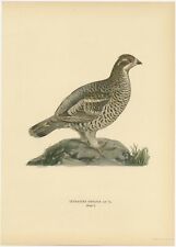 Antique Bird Print of the Female Hazel Grouse by Von Wright (1929)