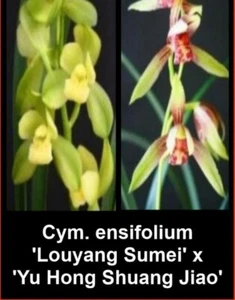 OoN Cymbidium Orchid ensifolium 'Louyang Sumei' x 'Yu Hong Shuang Jiao' (68mmP) - Picture 1 of 7
