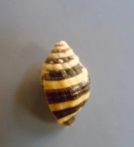 seashell Enzinopsis mendicaria RED SEA 10mm F+ - Picture 1 of 3