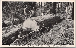 c1910s McCLOUD RIVER LUMBER California Postkarte White Pine Log / Donkey Engine - Bild 1 von 2