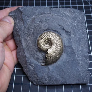 Harpoceras elegans Ammonite Pirite Giurassico Dino Fossile Francia lotto 5005 - Foto 1 di 16