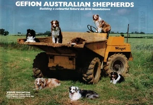 AUSTRALIAN SHEPHERD DOG BREED KENNEL ADVERT PRINT PAGE 1994 GEFION KENNEL - Picture 1 of 1