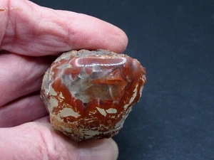 Yellow Cat Petrified Wood - Polished - 1.6 oz. *  - Picture 1 of 9