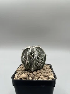 Astrophytum Ornatum Fukuryu Su Radice, Raro Pianta Ibrida Giapponese Vaso 7 - Imagen 1 de 6