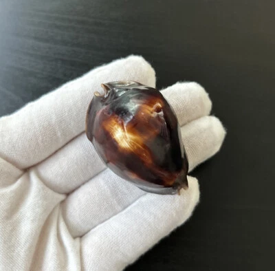 Cypraea Zoila rosselli rosselli (Rossell’s Cowrie), 48,8 mm, 18 g, de Australia. Foto 1 de 4