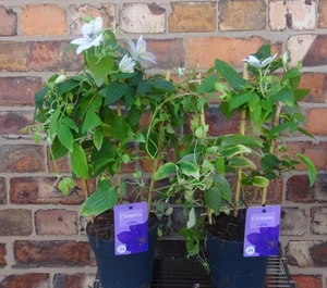 Clematis 'Tsukiko' Vigorous Climber 2L Approx 60-80cm Tall White & Pale Purple - Picture 1 of 7
