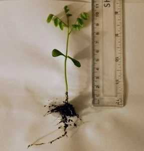 Japanese Pagoda tree seedling for garden or bonsai - Letterbox friendly box - Picture 1 of 3