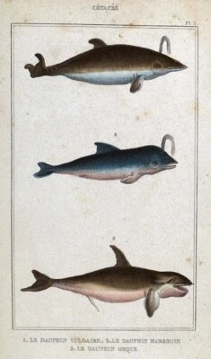 1845 Estampado Lacepede Delfín Marsopa Orca Ballena Asesina - Cetáceos Mamíferos Marinos Foto 1 de 3