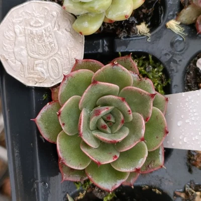 Echeveria Christmas deer hybrid  nice Succulent plants 24 - Image 1 of 3