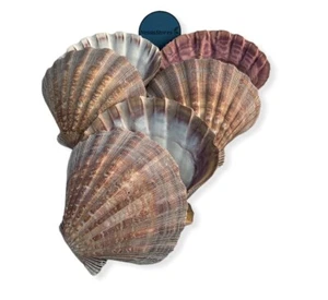 Natural Lion Paw Scallop Nautical Dish Beach Craft Sea Shell 5-5.5" (6 Pairs)#26 - Picture 1 of 7