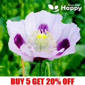 POPPY BLUE MOON - Papaver somniferu - 500 seeds - ANNUAL FLOWER - Picture 1 of 2