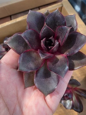 Imported red Rose succulent 1 pc - Image 1 of 4